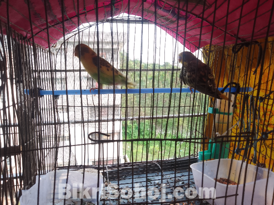বাজিগর পাখি